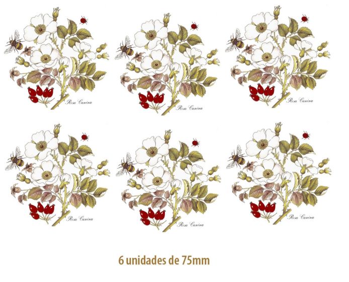 Rosa Canina - 75mm 1