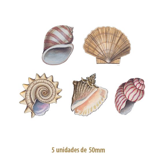 SeaShell-50mmx5un.jpg