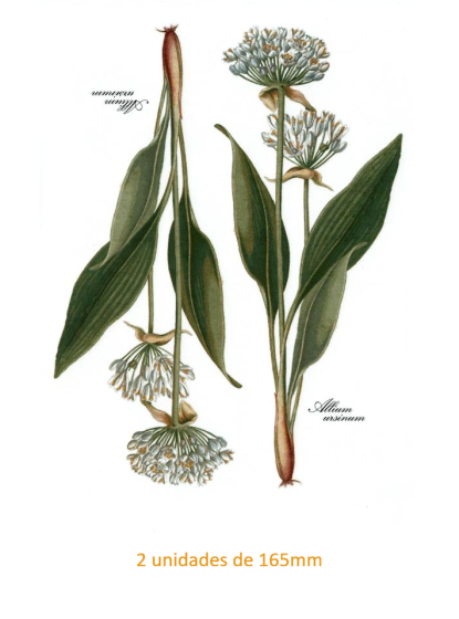 Garlic Flower 165mm x 2un 1