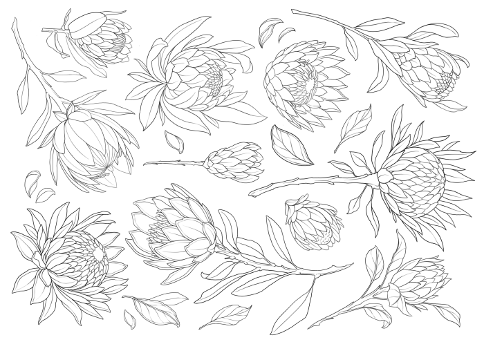 Decalque Contorno Protea - Sépia 1