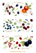 Fresh Fruits - 185mm 1