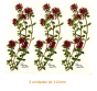 Thyme Flower 112mm x 3un 1