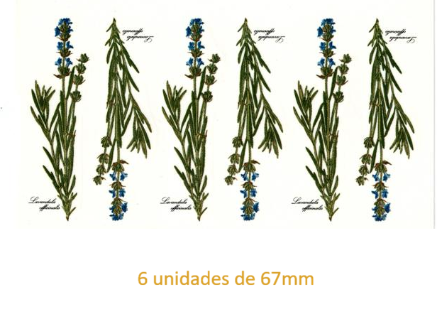 Lavender 67mmx 6un 1