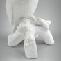 Cacatua com Arrepio 3