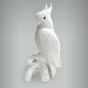 Cacatua sem Arrepio 5
