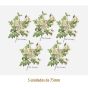 D_Rosa_Candolleana_75mmx5un_A.JPG