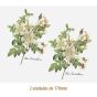 D_Rosa_Candolleana_170mmx2un_A.JPG