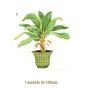 Palmera-c-100mmx1un.jpg
