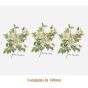 D_Rosa_Candolleana_140mmx3un_A.JPG