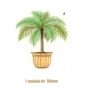 Palmera-d-100mmx1un.jpg
