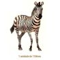 Zebra - 130mm - VIDRO 1
