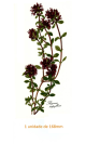 Thyme Flower 167mm x 1un 1