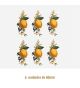 D_Lemon_60mmx6un_A.jpg