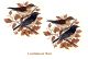 PAJARO-B-70mmx2un.jpg