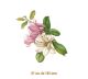 D_Magnolia_185mm_1un.jpg
