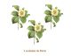 Camelia-Japonica-50mmx3un.jpg