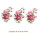 Peonies-75x47mmx3un.jpg