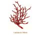 Coral-140mmx1un.jpg