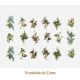 D_Mix_Of_Birds_22mmx18un_A.JPG