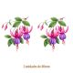 D_Fucsia_Popple-80mmx2un_A.jpg