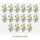 D_Rosa_Candolleana_40mmx16un_A.JPG
