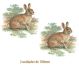 Rabbit_100mmx2un.jpg