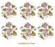 D_Malva-75mmx6un.jpg