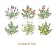 HERBS-75mmx6un.jpg
