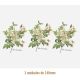 D_Rosa_Candolleana_140mmx3un_A.JPG