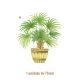 Palmera-a-75mmx1un.jpg