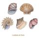 SeaShell-75mmx5un.jpg