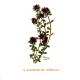 Thyme Flower 167mm x 1un 1