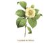 Camellia Japonica - 180mm 1