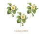 Camelia-Japonica-50mmx3un.jpg