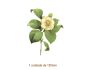 Camellia Japonica - 130mm 1