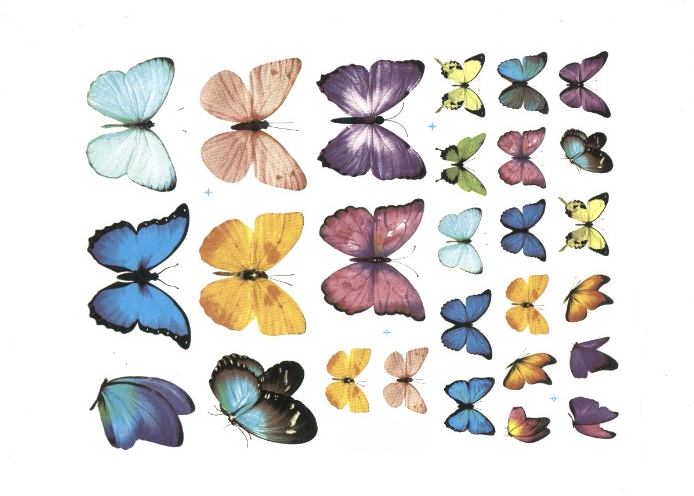 Borboletas Variadas G 1
