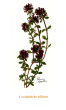 Thyme Flower 167mm x 1un 1