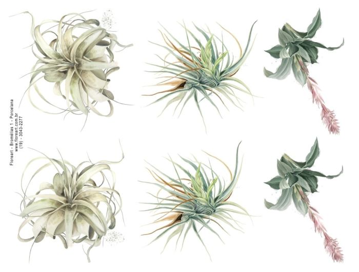 Bromelias 1_edited_edited.jpg