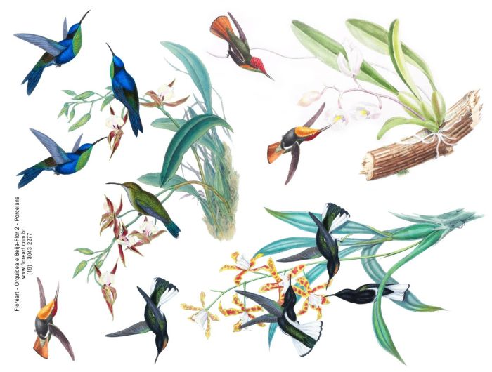 Orquídea e Beija Flor 02 1