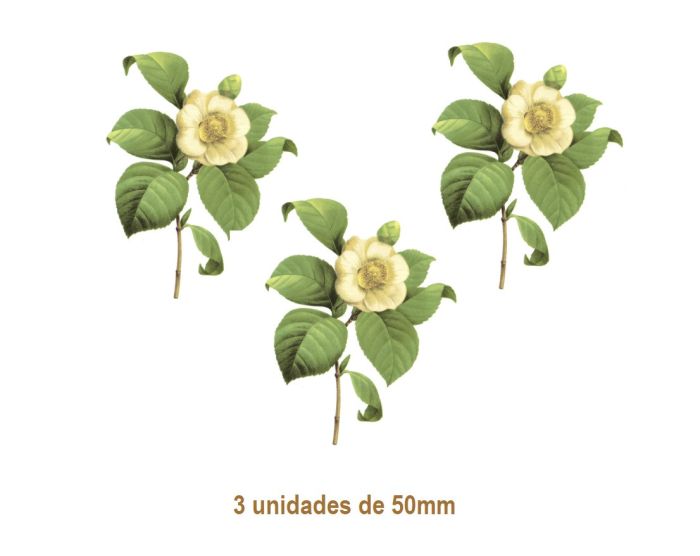 Camellia Japonica F - 50mm 1