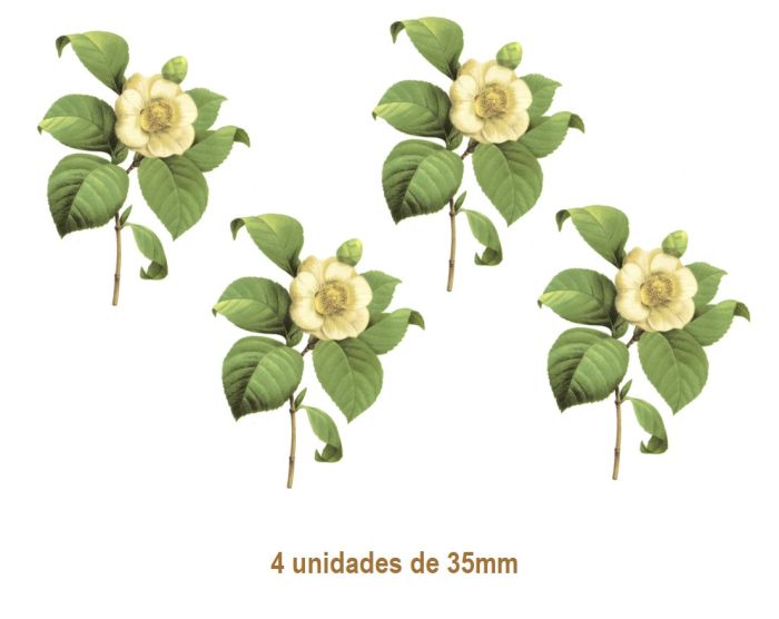 Camellia Japonica G - 35mm 1