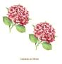 Hortensia-Rosa-100mmx2un.jpg
