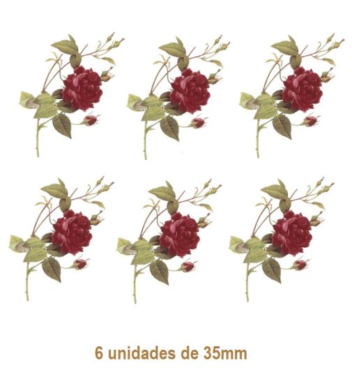 Rosa Gallica - 35mm 1