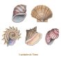 SeaShell-75mmx5un.jpg