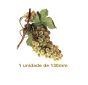 Uva Verde - 130mm 1
