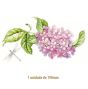 D_LilacBranch-190mm.jpg