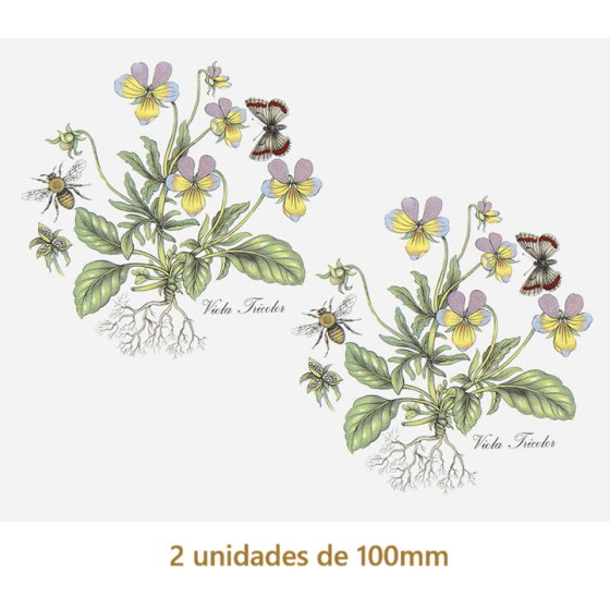 Viola - 100mm 1