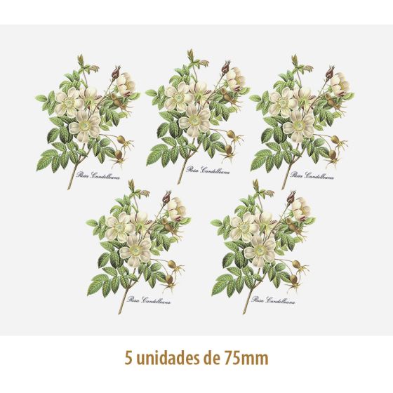 D_Rosa_Candolleana_75mmx5un_A.JPG