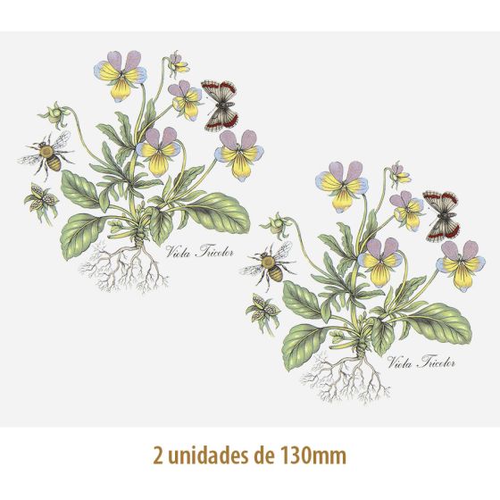 D_Viola_130mmx2un_A.JPG