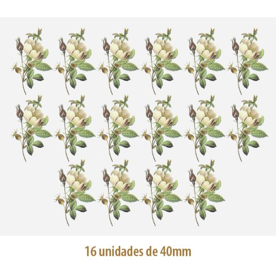 D_Rosa_Candolleana_40mmx16un_A.JPG